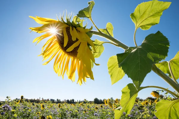 明るい太陽の伴うヒマワリの花、バックグローンのぼやけたフィールド — ストック写真