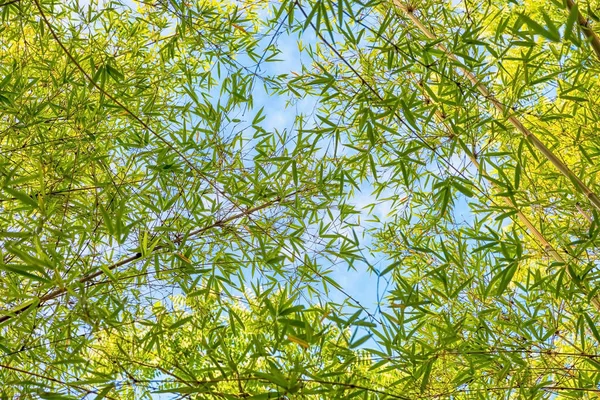 View from bottom up to bamboo leaves — Stock Photo, Image