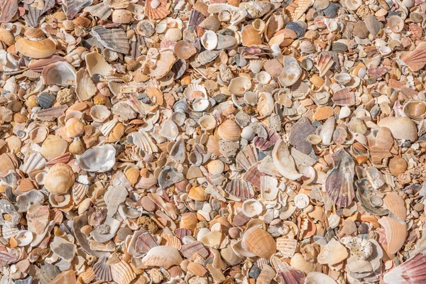 Mejillones Fondo Playa — Foto de Stock