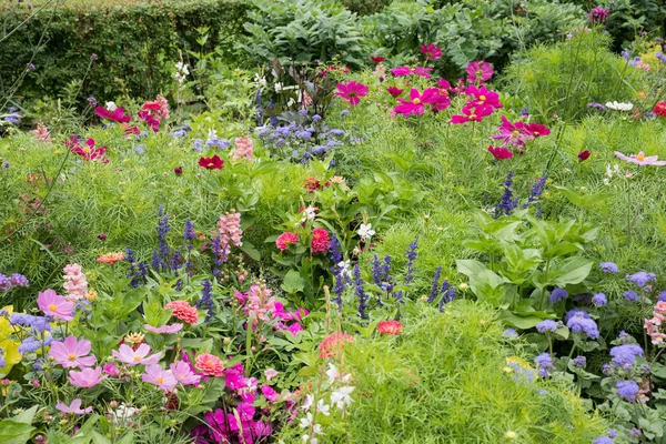 pembe ve mor çiçekli kozmea, mavi adaçayı, snapdragon ve
