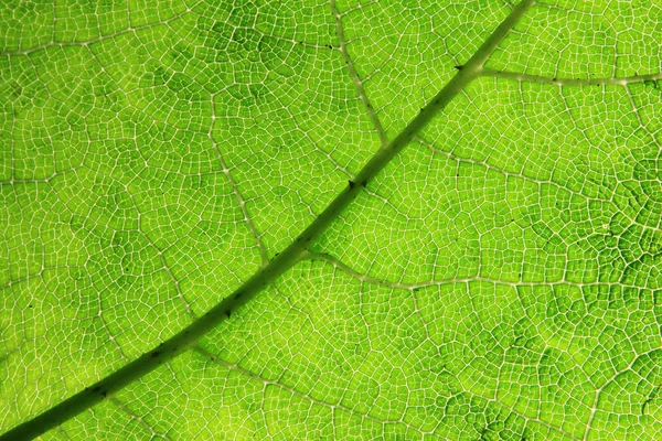 Rippled green plant background with diagonal leaf vein — Stock Photo, Image