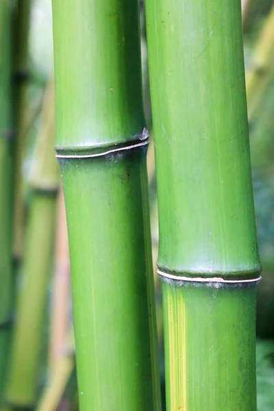 Detalhe haste de bambu verde — Fotografia de Stock