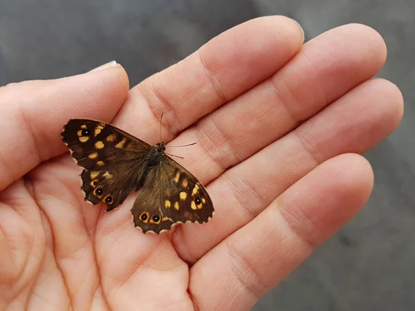 Öppen hand med liten fjäril — Stockfoto