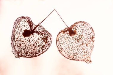iki physalis iskeleti 