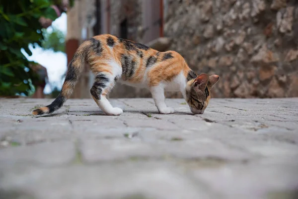 Calico cat in a mediterranean alley — Stock Photo, Image