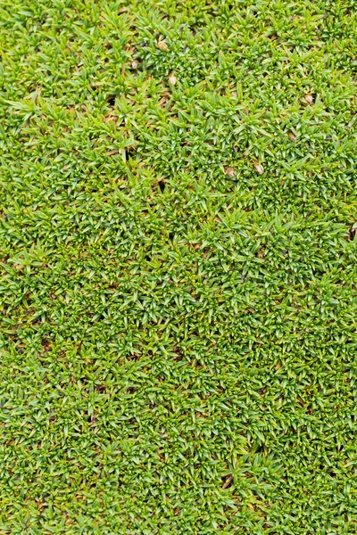 Green moss background — Stock Photo, Image