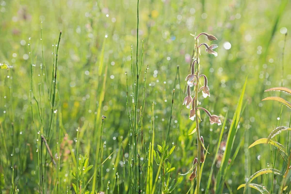 Orchidée des marais, helléborine et herbe avec rosée du matin, bok flou — Photo