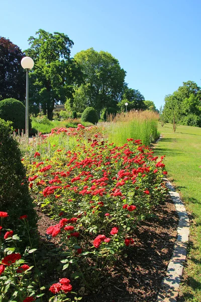 Красивый Парк Розенштайн Цветущими Красными Розами Штутгарт Германия — стоковое фото