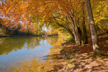 Thanninger Weiher gölü kıyısı, güz yaprakları, üst bavyera manzarası
