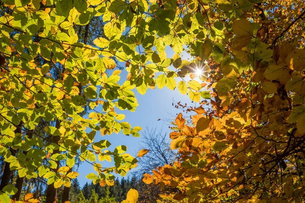 カラフルなブナの葉を持つ枝や森の中の明るい日差し — ストック写真