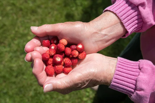 Granny Shows Handful Picked Ripe Wild Strawberries Her Hands Wearing — Stock Photo, Image