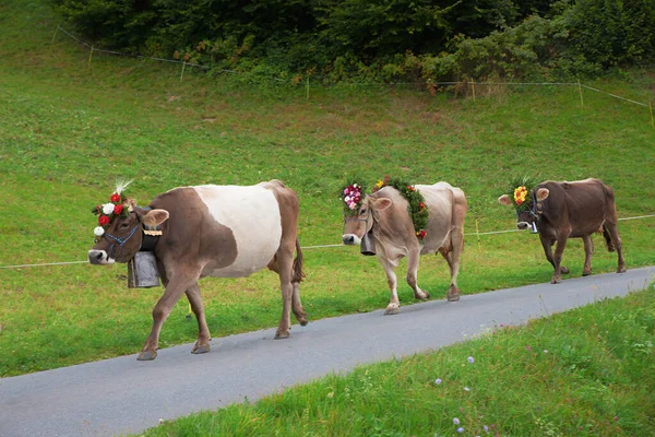 Conducción Ceremonial Ganado Los Pastos Montaña Con Flores Decoradas Vacas — Foto de Stock