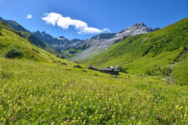 Wilde Bloemenweide Het Gafiertal Buurt Van Antonien Grisons Landschap Zwitserse — Stockfoto