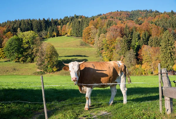 Bavarian Milker Cow Autumnal Hilly Landscape Green Pasture — Stock Photo, Image