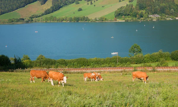 Grazing Cows Meadow Lake Schliersee Railway Tracks Upper Bavarian Landscape — Stock Photo, Image