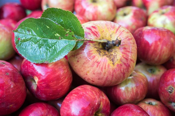 赤い熟れた光沢のあるリンゴと緑の葉の閉鎖収穫時間 — ストック写真