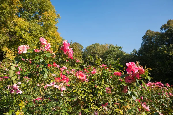 Bloeiende Rozen Bij Luitpold Park Hill Munitiestad Blauwe Lucht Met — Stockfoto