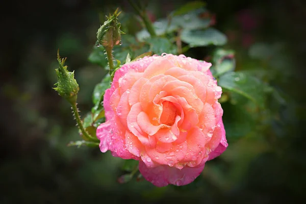 Ροζ Τριαντάφυλλο Δροσιά Σταγόνες Floral Πένθος Σχεδιασμό Μαλακό Μαύρο Βινιέτα — Φωτογραφία Αρχείου