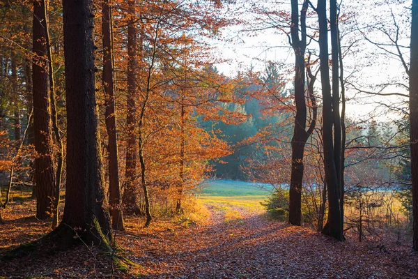 Günbatımında Sonbahar Ormanında Yürüyüş Yolu Turuncu Kahverengi Yapraklı Ağaçlar — Stok fotoğraf