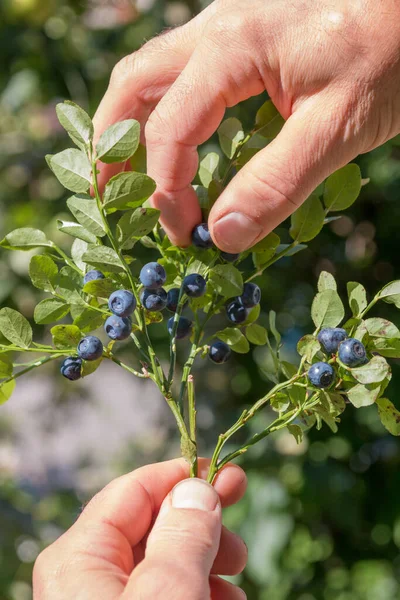 Manos Masculinas Recogiendo Arándanos Silvestres Arbusto Fondo Borroso — Foto de Stock