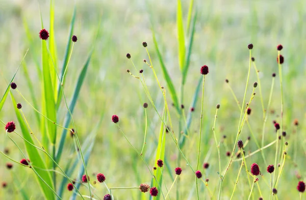 Große Kreuzblume Sanguisorba Officinalis Feuchtgebietspflanze Mit Roten Blüten Grüner Grashintergrund — Stockfoto