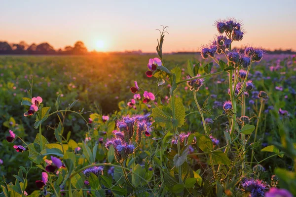 Erbsenpflanzen Mit Blüten Auf Dem Feld Futterpflanze Für Bienen Sonnenuntergang — Stockfoto