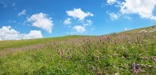 Meadow Pink Knotweed Wildflowers Monte Baldo Mountain Italy Blue Sky — Stock Photo, Image