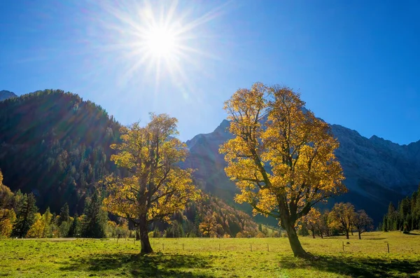 Strahlende Sonne Mit Strahlen Karwendeltal Herbst Alte Ahornbäume Berühmte Österreichische — Stockfoto
