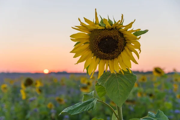 Fondo Girasol Campo Borroso Atardecer —  Fotos de Stock