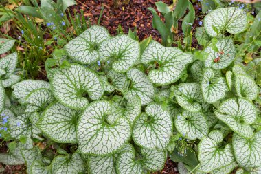 Güzel kalp yaprağı brunnera makrophylla, dayanıklı süs bitkisi mavi çiçekli