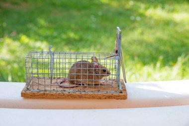 Parmaklıklı canlı bir tuzağın içinde yakalanmış şirin bir fare. Bulanık bahçe arka planı