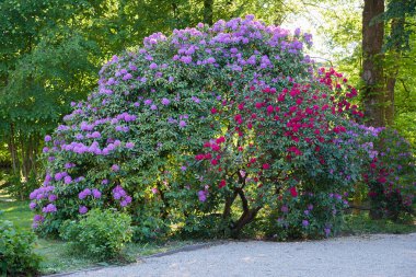 Park manzarası şafak vakti kırmızı ve mor çiçek açan rhododendron çalılarıyla.