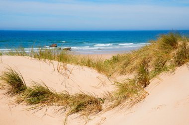 Deniz yosunu ve deniz manzaralı kumlu bir sahil. mavi gökyüzü ve su kopyalama alanı ile.