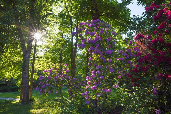 Park manzarası şafakta ağaçların arasından parlayan güneş ışınlarıyla. kırmızı ve mor çiçekli çalı çalıları. 