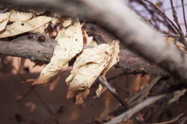 arka plan sonbahar yaprakları.