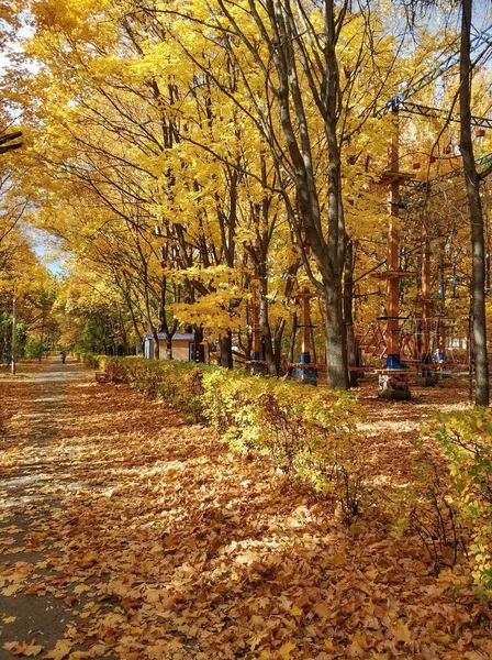 Schöne Goldene Herbstliche Waldlandschaft — Stockfoto