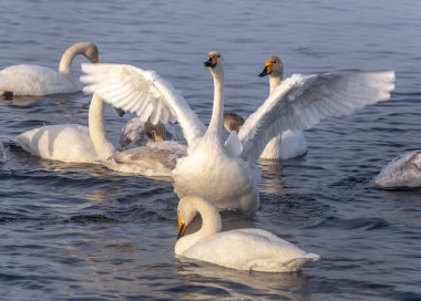 Gölde güzel vahşi kuğu ailesi.