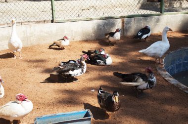 Hayvanat bahçesinde yürüyen vahşi kuşlar ve ördekler.