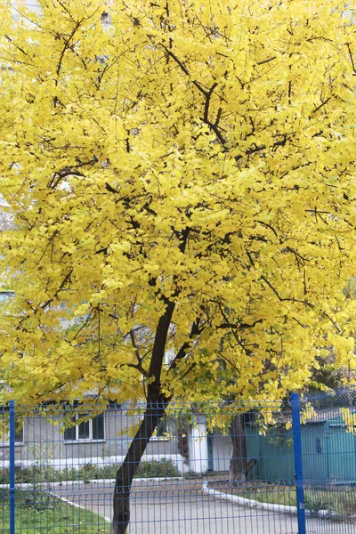 秋天美丽的树 有金黄的叶子 — 图库照片