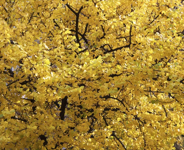 Autunno Foglie Dorate Sfondo Strutturato — Foto Stock