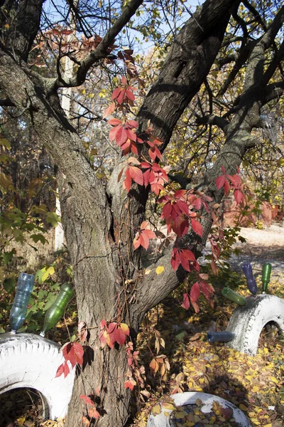 Albero Vecchio Autunno Con Foglie Rosse — Foto Stock