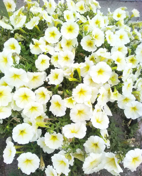 White Exotic Garden Flowers — Stock Photo, Image