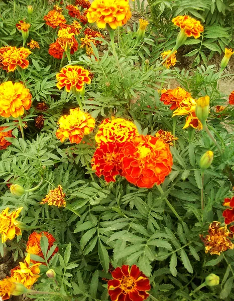 Πορτοκαλί Λουλούδια Του Κήπου — Φωτογραφία Αρχείου