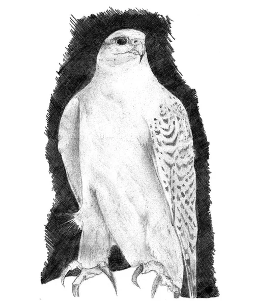 Wild Beautiful Hand Drawn Falcon — Stock Photo, Image
