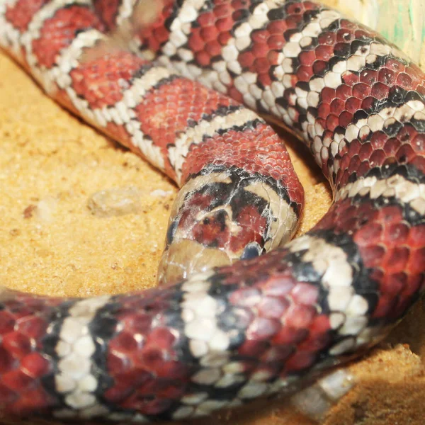 Cobra Perigosa Exótica Vermelha Zoológico — Fotografia de Stock