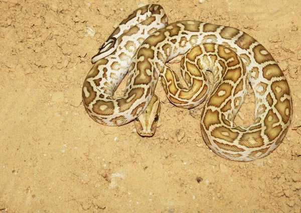 Amarelo Grande Cobra Selvagem Zoológico — Fotografia de Stock