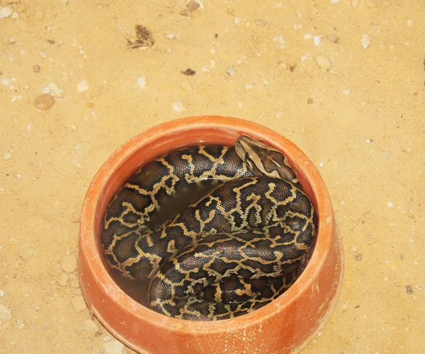 Wild Sleepy Snake Plate — Stock Photo, Image