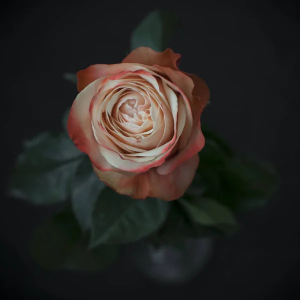 still life with rose, black background
