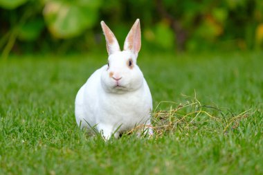 Yeşil çimenlerin üzerinde sevimli tavşan oturup sakin ve tatlı küçük beyaz tavşan.