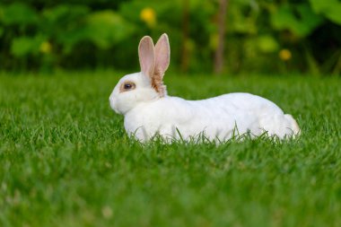 Yeşil çimenlerin üzerinde sevimli tavşan oturup sakin ve tatlı küçük beyaz tavşan.